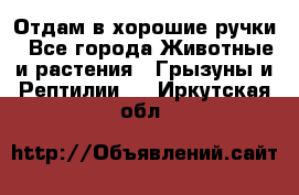 Отдам в хорошие ручки - Все города Животные и растения » Грызуны и Рептилии   . Иркутская обл.